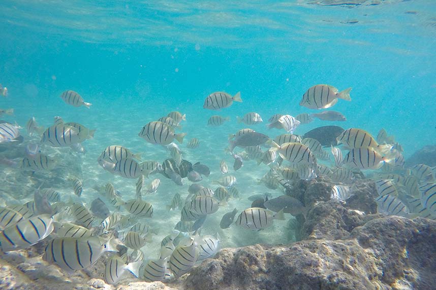 Underwater at Hanauma Bay